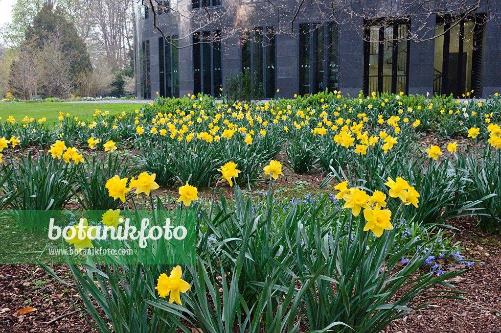 471092 - Osterglocken (Narcissus pseudonarcissus) vor dem Bundespräsidialamt, Berlin, Deutschland