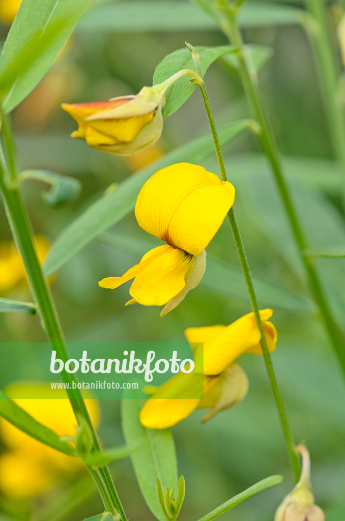 534459 - Ostindischer Hanf (Crotalaria juncea)