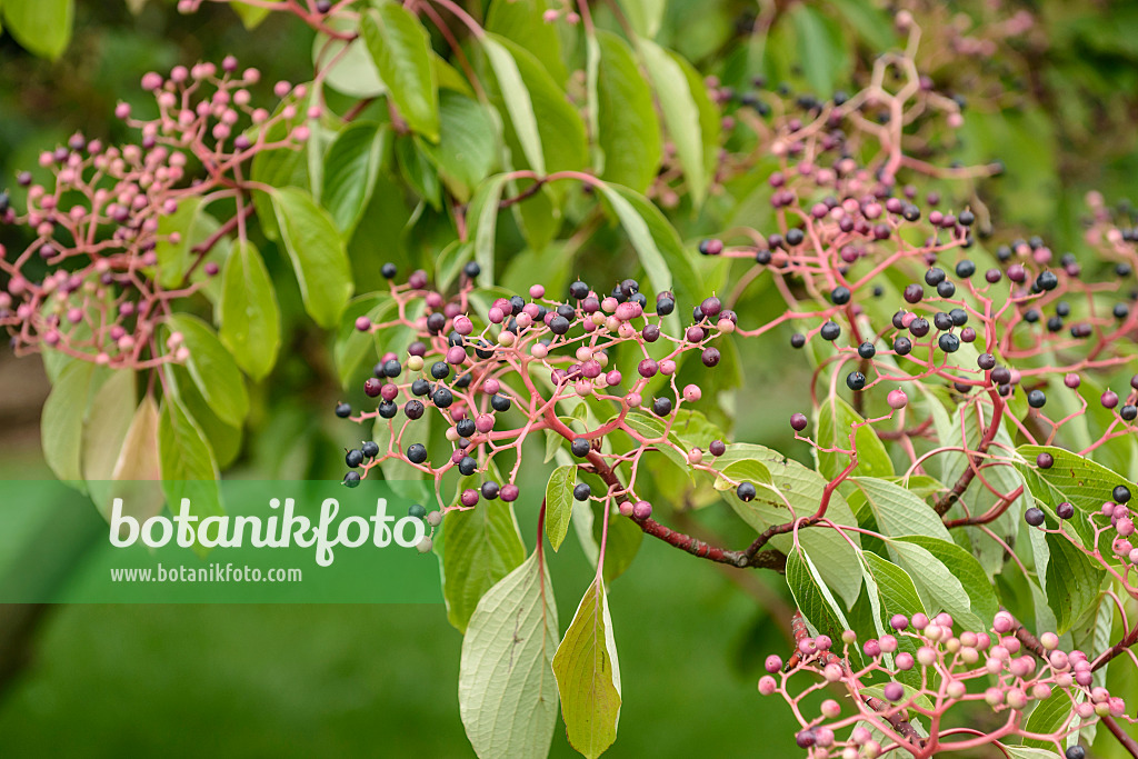 547117 - Pagodenhartriegel (Cornus controversa)