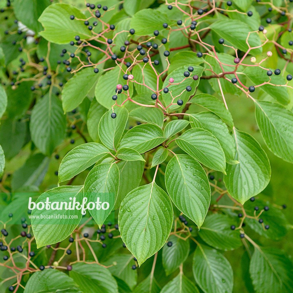 547120 - Pagodenhartriegel (Cornus controversa)