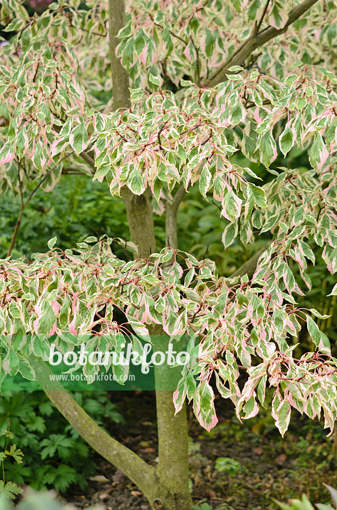 536033 - Pagodenhartriegel (Cornus controversa 'Variegata')