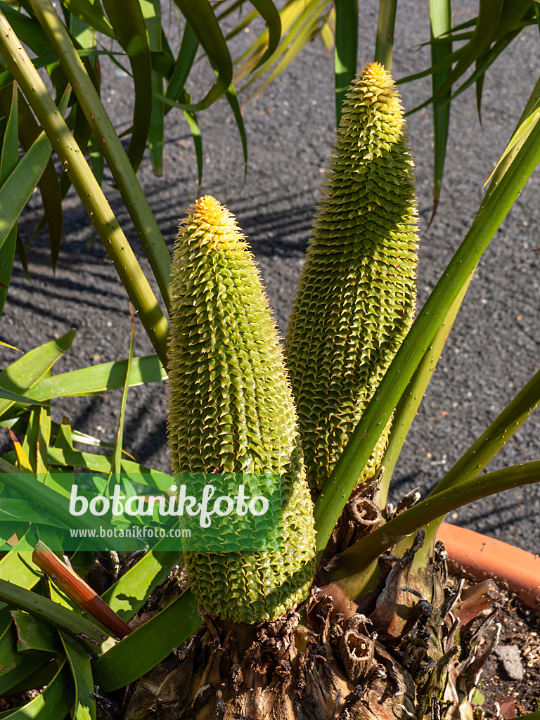 438207 - Palmfarn (Ceratozamia mexicana) mit zwei großen grünen Zapfen