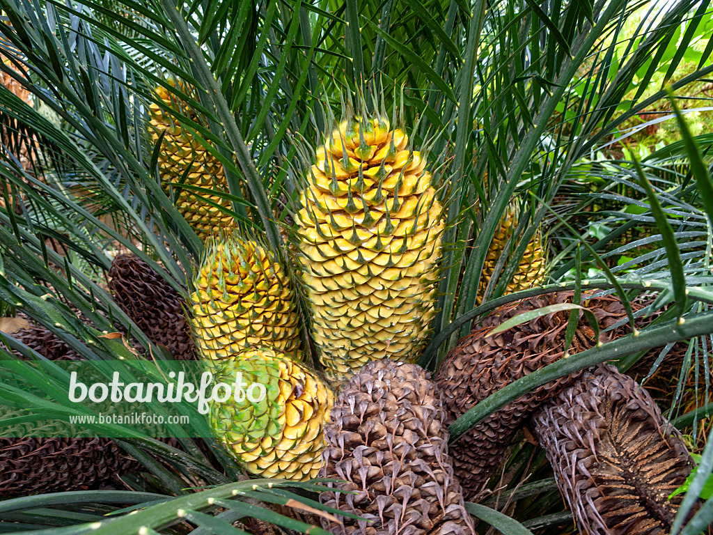 427048 - Palmfarn (Macrozamia communis) mit großen gelben und braunen Zapfen