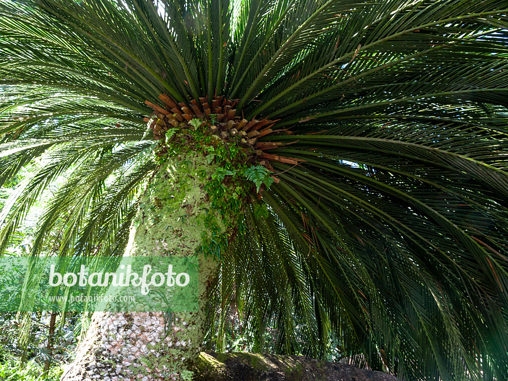 434390 - Palmfarn (Macrozamia moorei) mit mächtigem Stamm und weit ausladender Krone