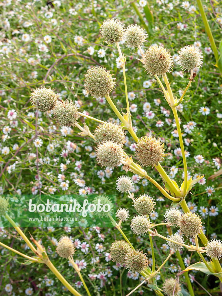 418029 - Palmlilienblättriger Mannstreu (Eryngium yuccifolium)