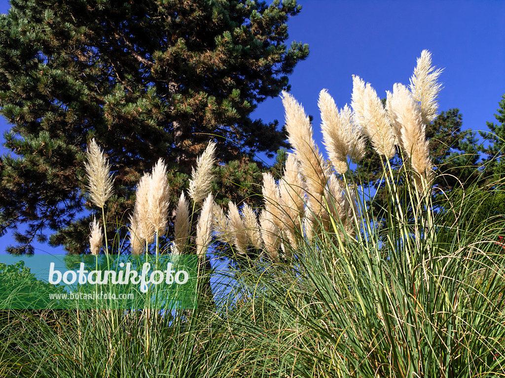 465274 - Pampasgras (Cortaderia selloana)