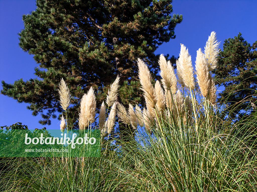 465275 - Pampasgras (Cortaderia selloana)