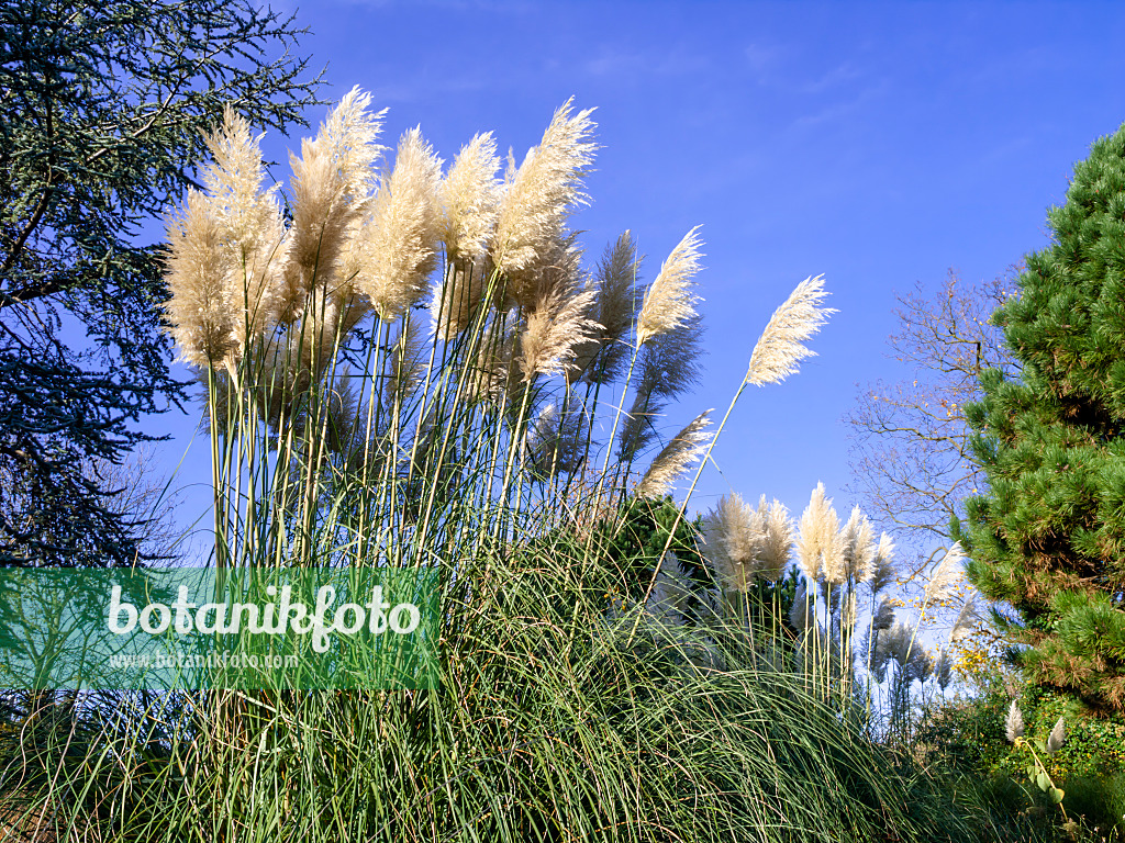 465281 - Pampasgras (Cortaderia selloana)