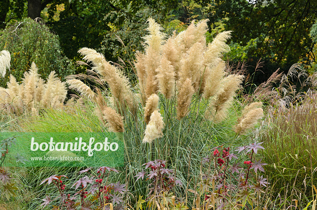 549101 - Pampasgras (Cortaderia selloana)