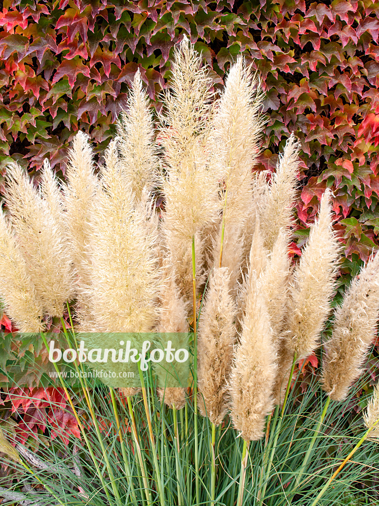 465106 - Pampasgras (Cortaderia selloana 'Pumila') und Dreispitzige Jungfernrebe (Parthenocissus tricuspidata)