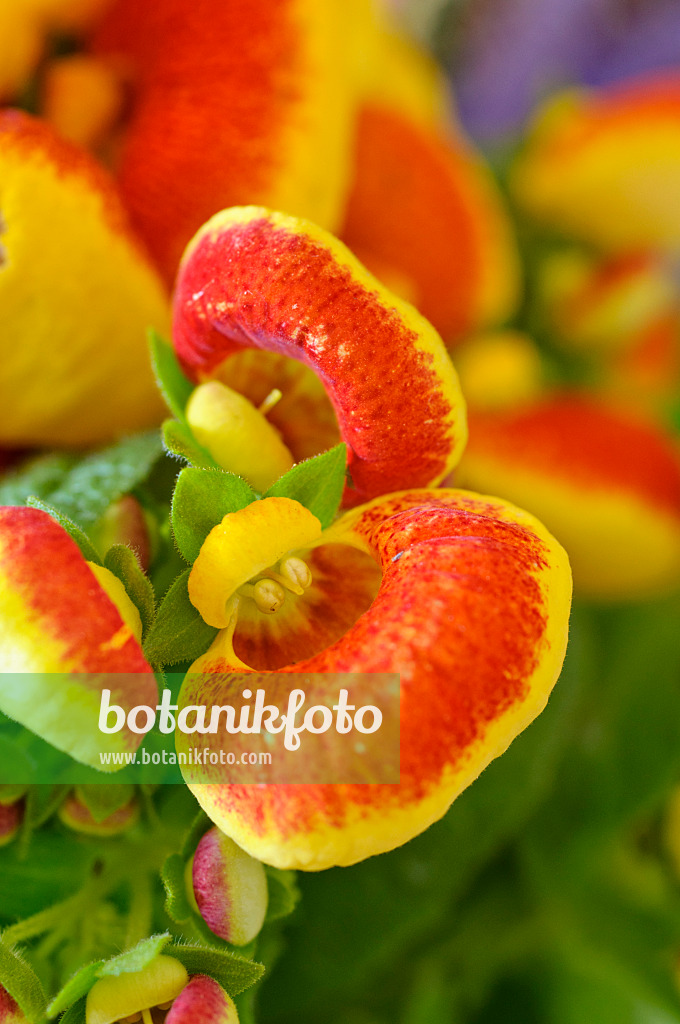 483103 - Pantoffelblume (Calceolaria)