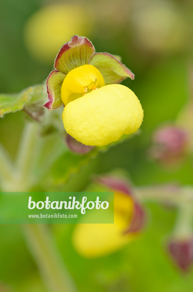 525178 - Pantoffelblume (Calceolaria fiebrigiana)