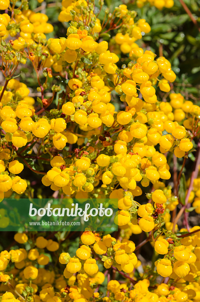 508448 - Pantoffelblume (Calceolaria salicifolia)