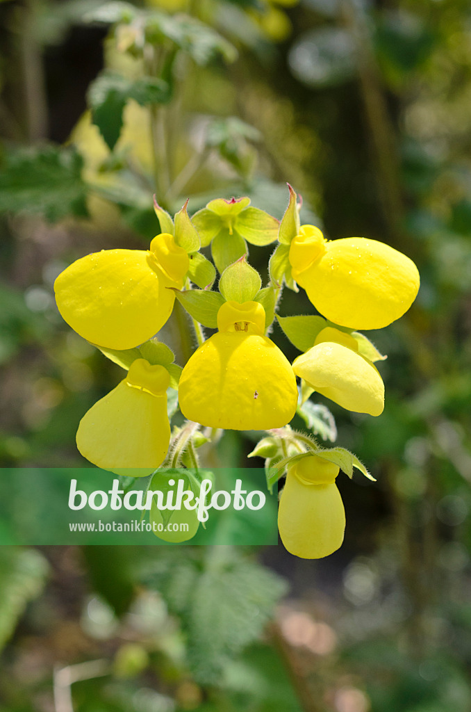 508446 - Pantoffelblume (Calceolaria tomentosa)