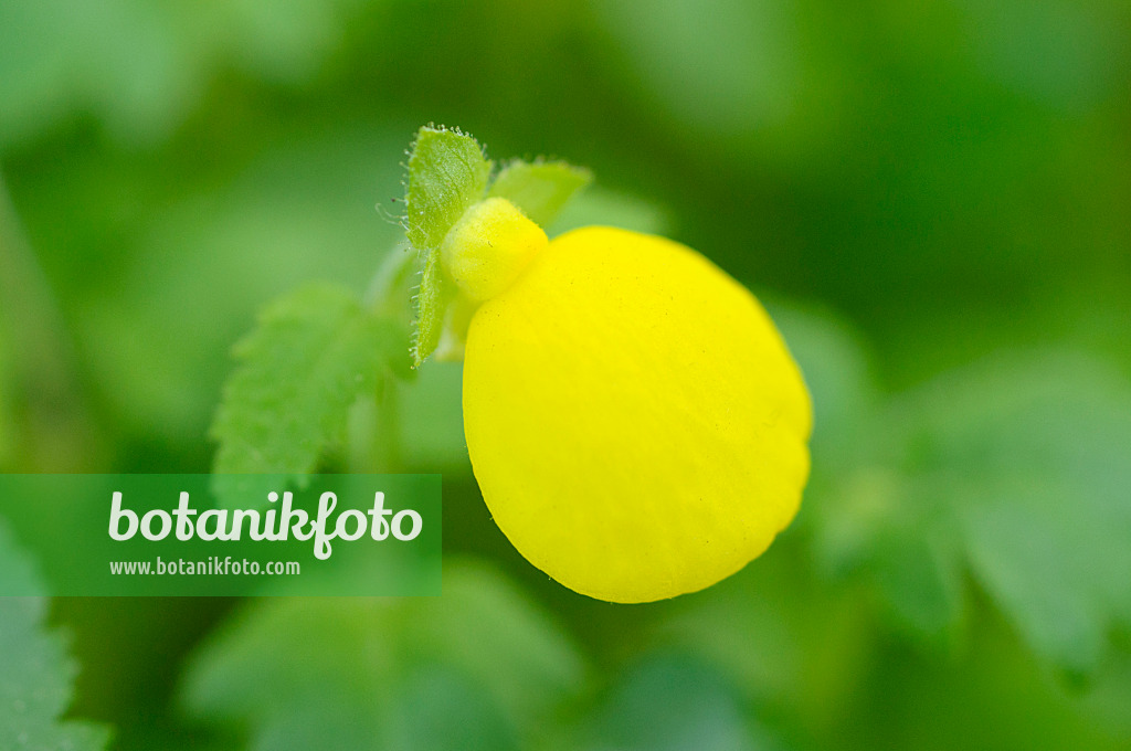 482029 - Pantoffelblume (Calceolaria triparitita)