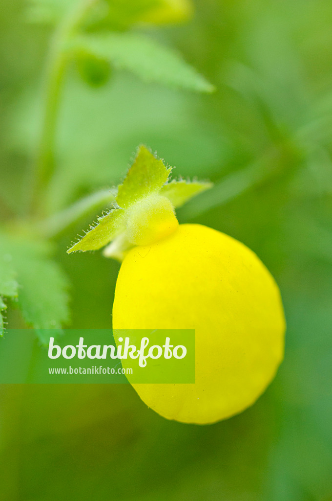 482030 - Pantoffelblume (Calceolaria triparitita)