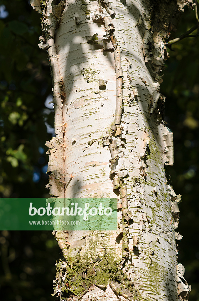 534122 - Papierbirke (Betula papyrifera)