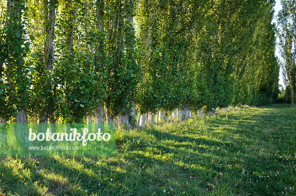 557259 - Pappeln (Populus) als Windschutz, Camargue, Frankreich