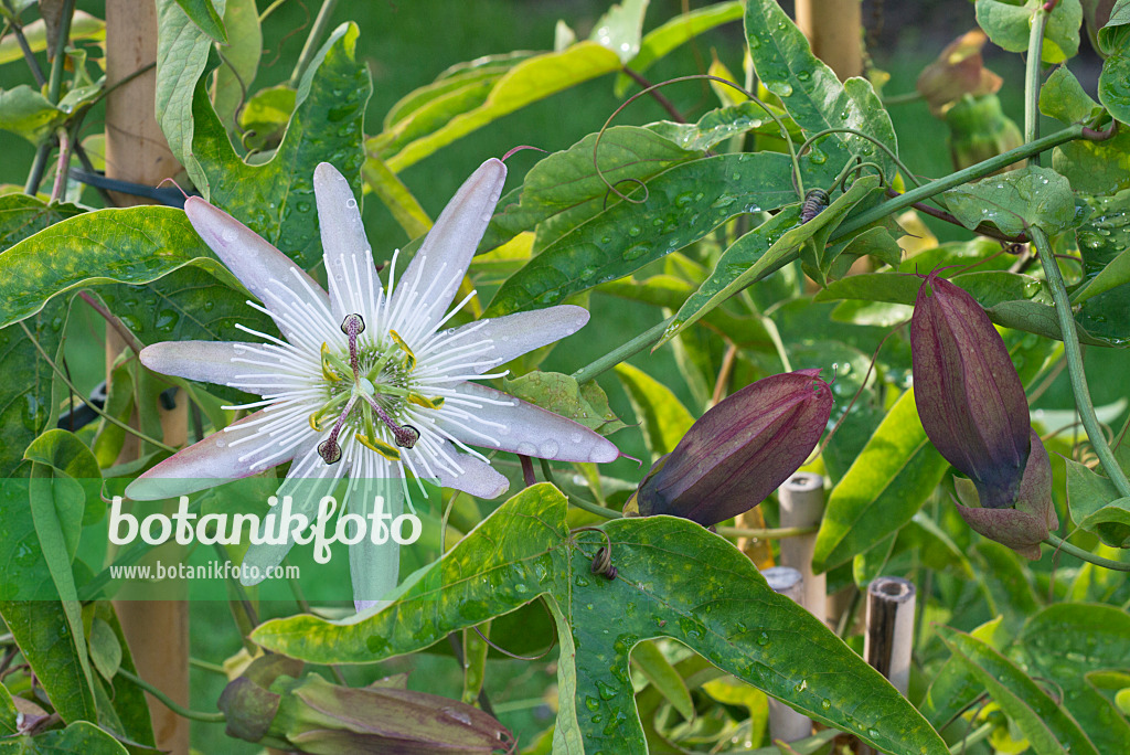 573022 - Passionsblume (Passiflora)