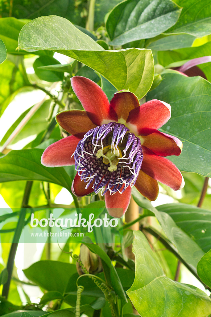 550002 - Passionsblume (Passiflora alata)