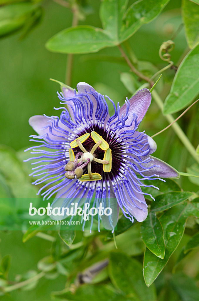 547318 - Passionsblume (Passiflora Amethyst)