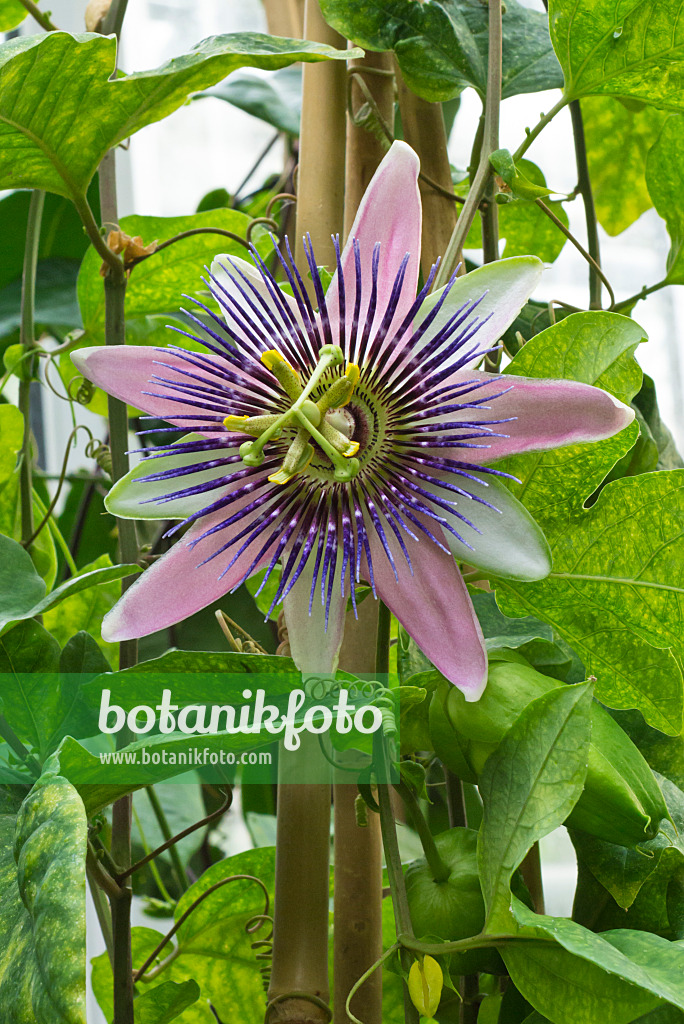 548117 - Passionsblume (Passiflora x belotii)