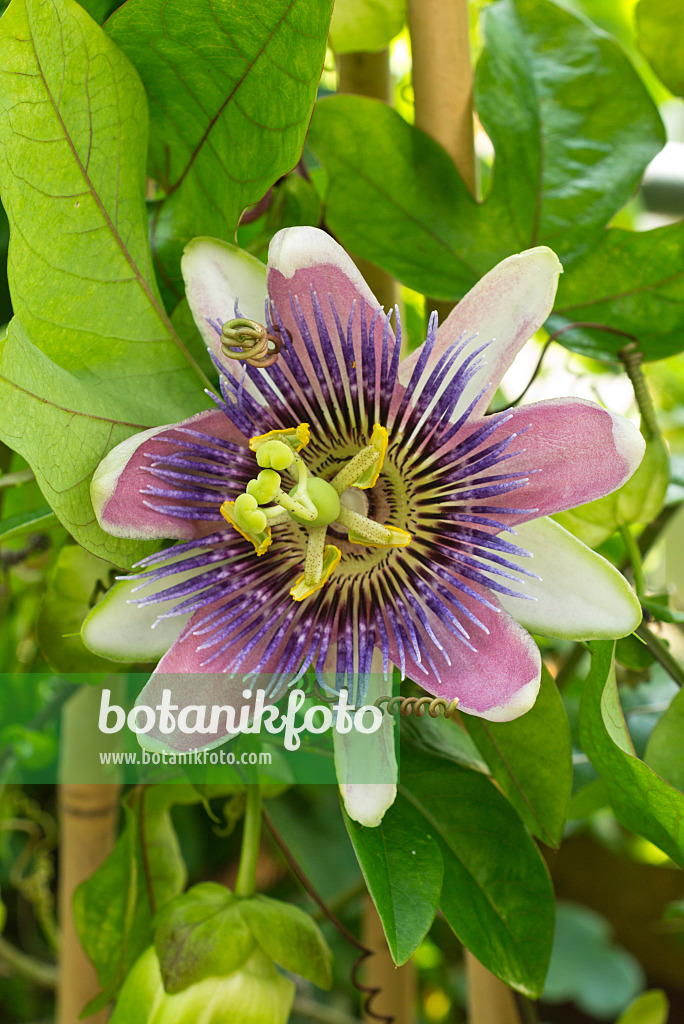 559153 - Passionsblume (Passiflora x belotii)