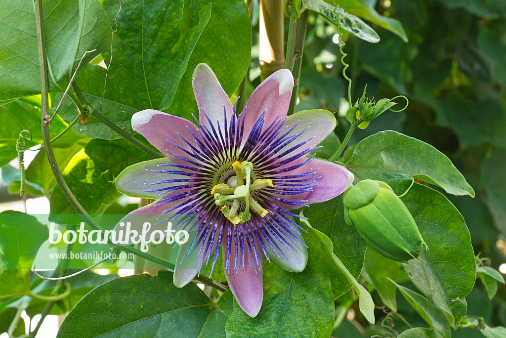 561073 - Passionsblume (Passiflora x belotii)