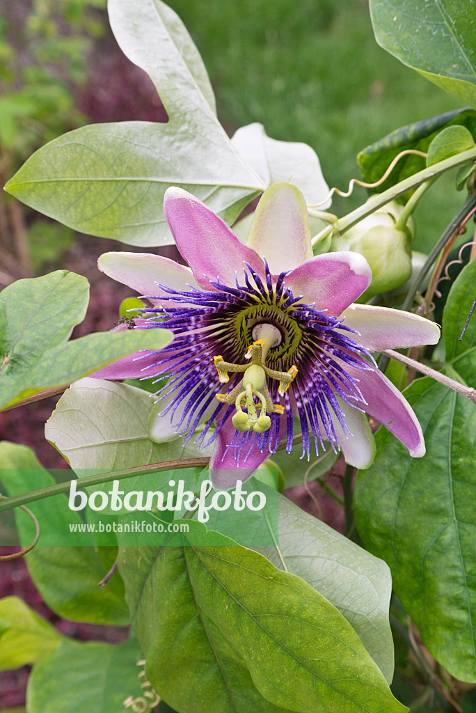 572107 - Passionsblume (Passiflora x belotii)