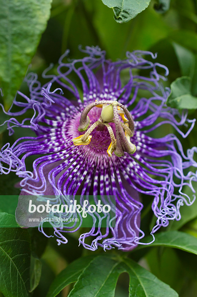 511270 - Passionsblume (Passiflora Inspiration)