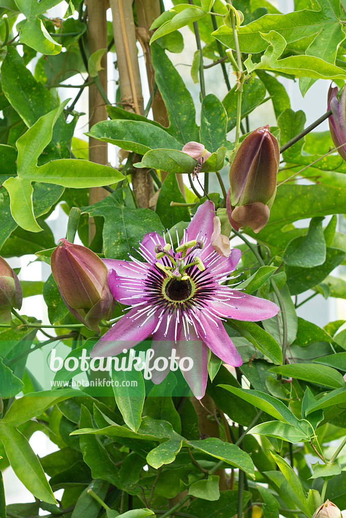 549177 - Passionsblume (Passiflora x violacea)