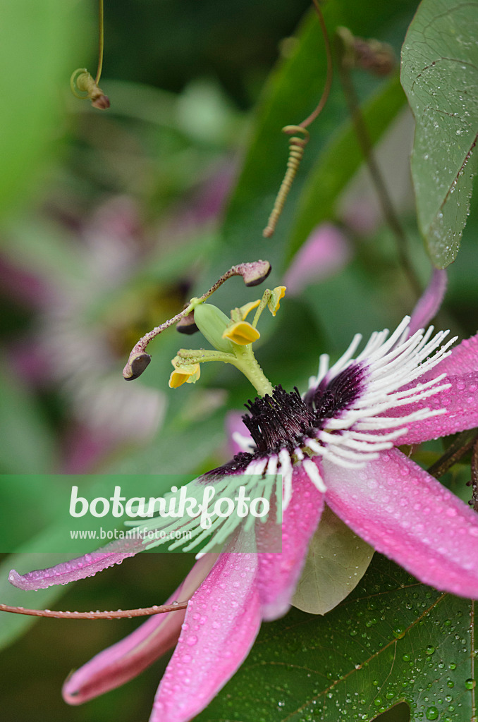 572018 - Passionsblume (Passiflora x violacea)