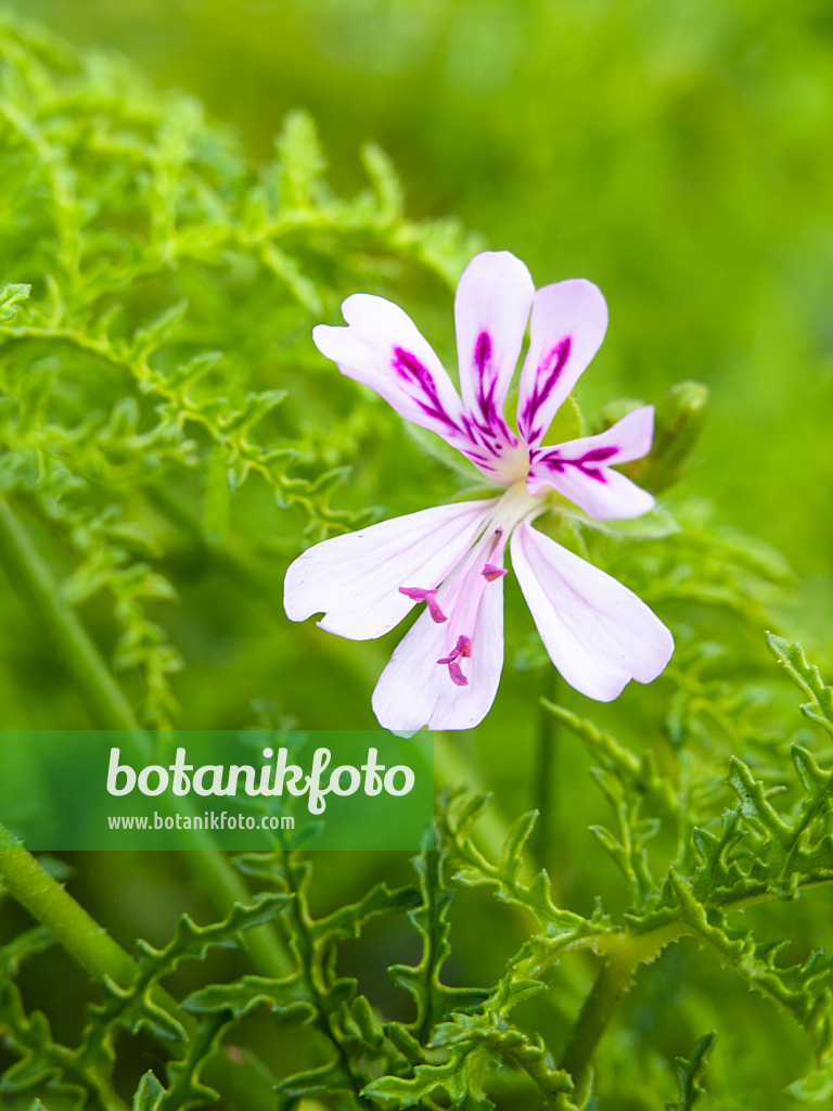 428005 - Pelargonie (Pelargonium fruticosum)