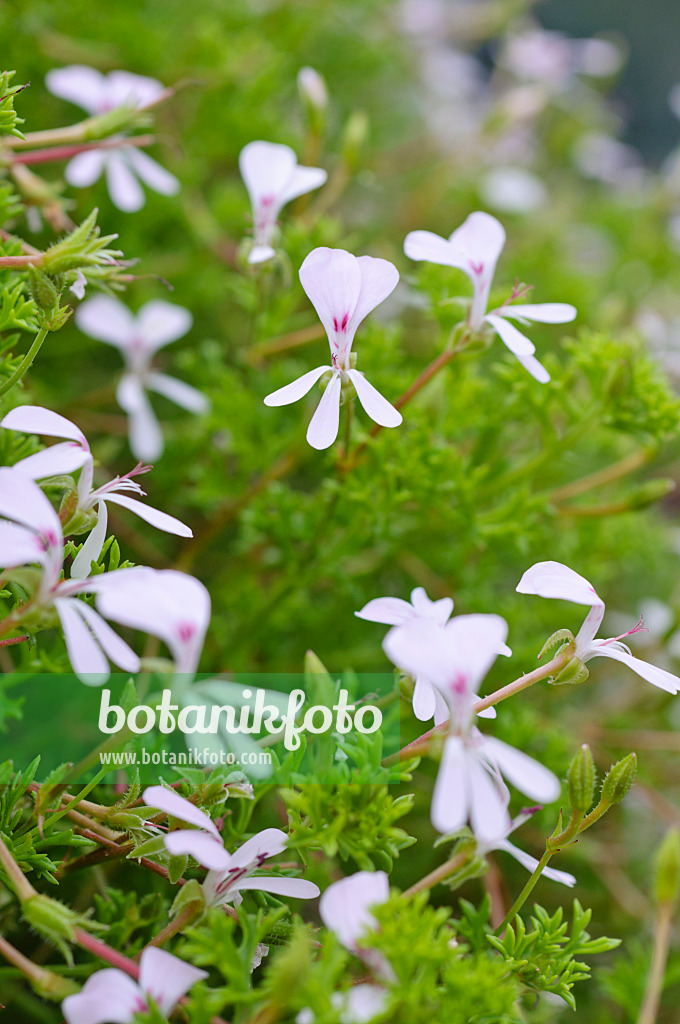 486197 - Pelargonie (Pelargonium fruticosum)