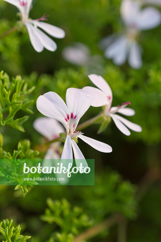 511320 - Pelargonie (Pelargonium fruticosum)