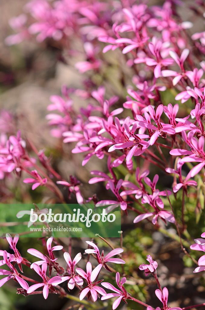 533068 - Pelargonie (Pelargonium ionidiflorum)