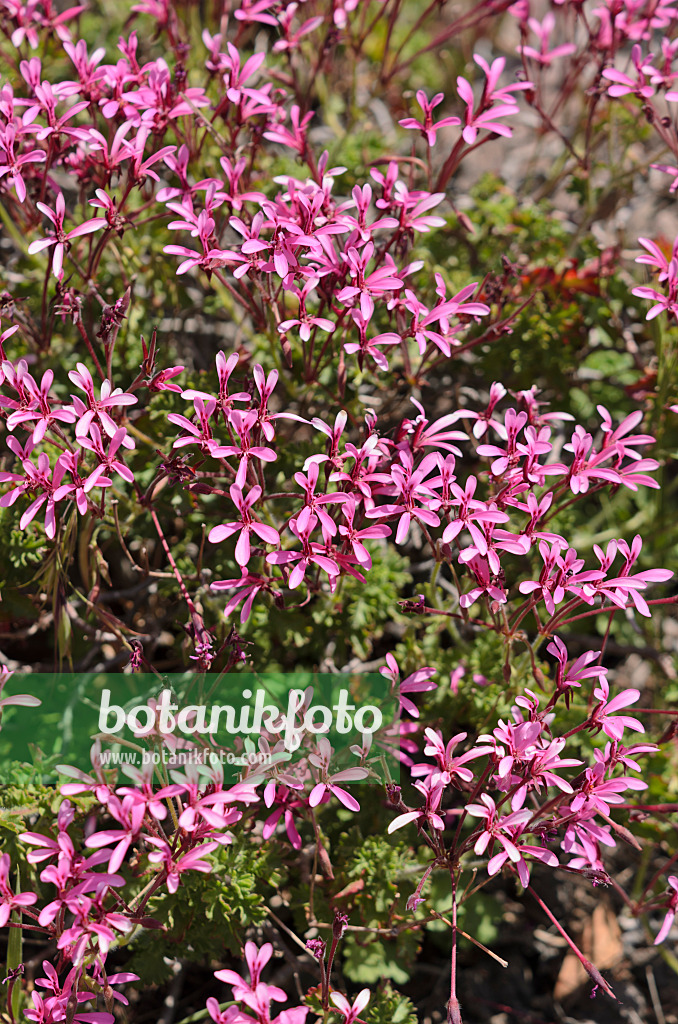 533069 - Pelargonie (Pelargonium ionidiflorum)