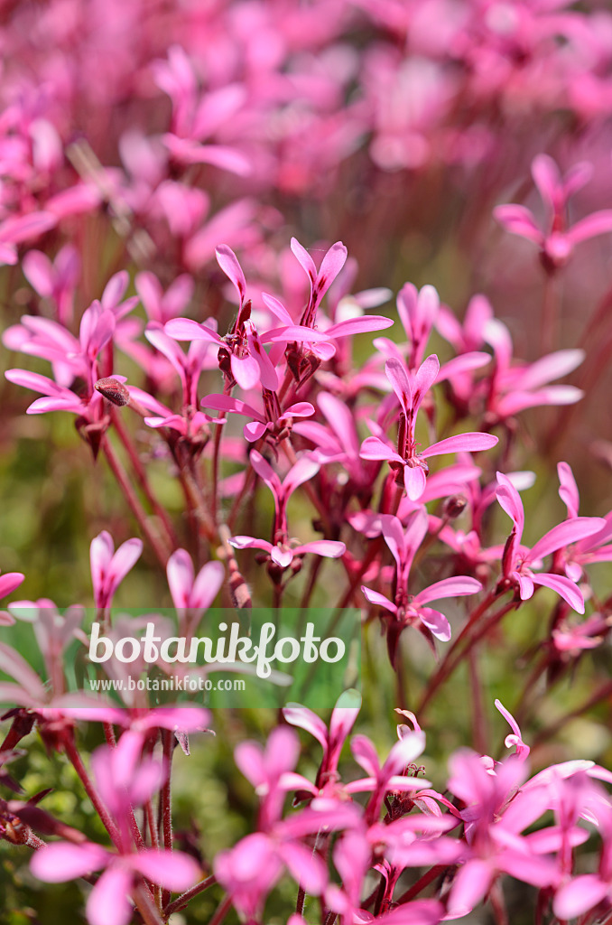 533070 - Pelargonie (Pelargonium ionidiflorum)