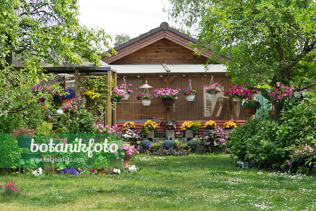 545113 - Pelargonien (Pelargonium), Petunien (Petunia) und Begonien (Begonia) in einem Kleingarten