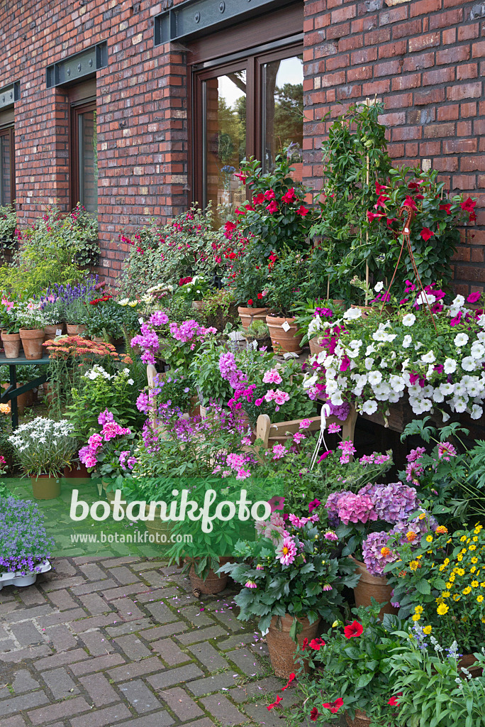 534261 - Pelargonien (Pelargonium), Spinnenblumen (Tarenaya syn. Cleome), Petunien (Petunia), Dahlien (Dahlia) und Hortensien (Hydrangea)