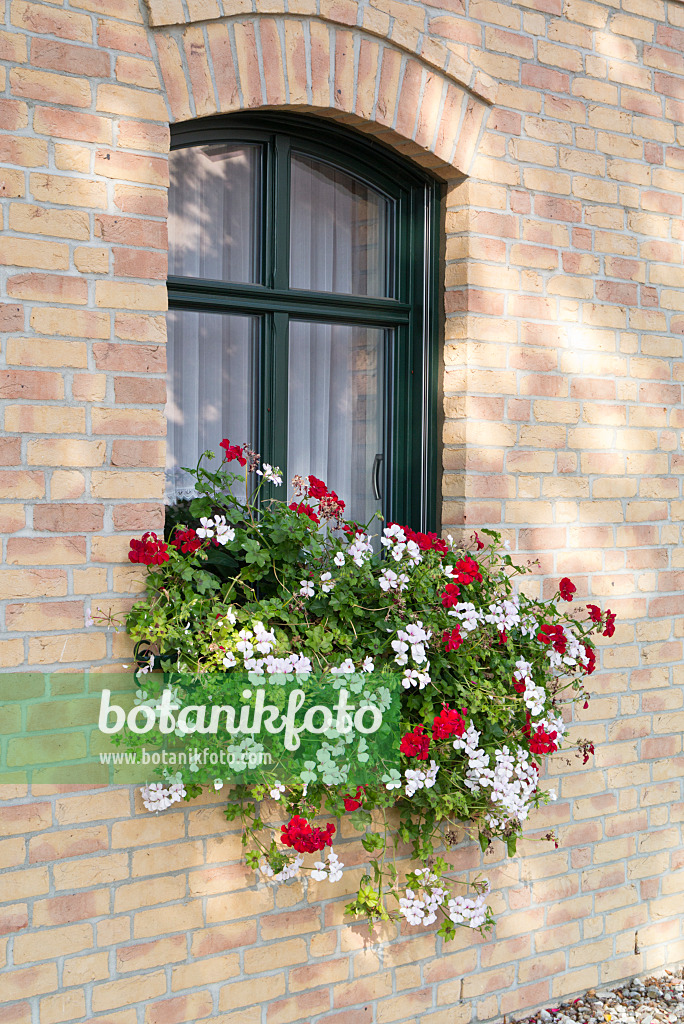 549178 - Pelargonien (Pelargonium) vor einem Fenster