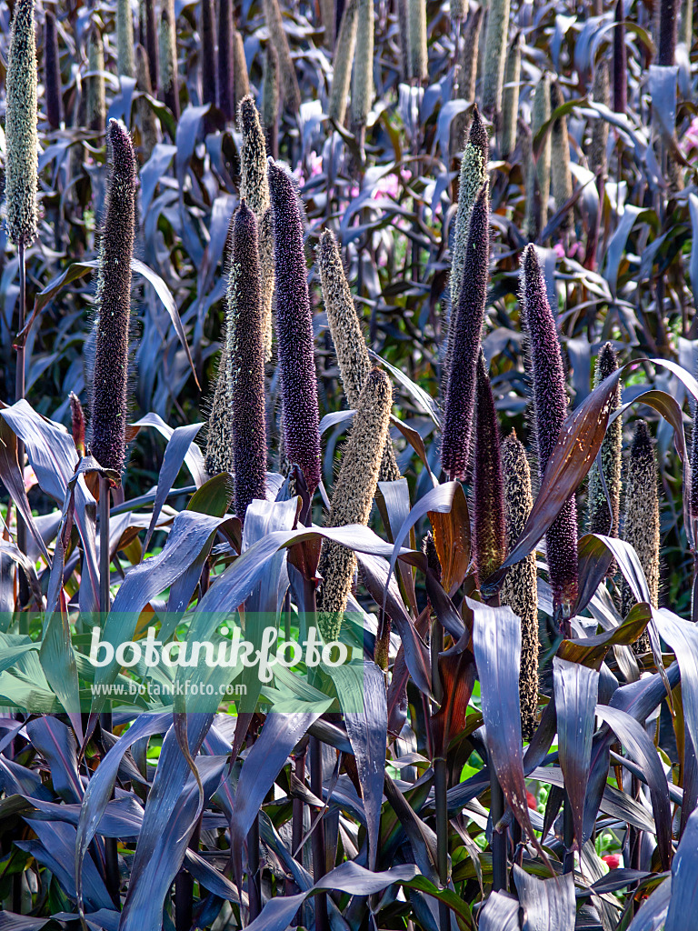 440248 - Perlhirse (Pennisetum glaucum 'Purple Majesty' syn. Pennisetum americanum 'Purple Majesty')