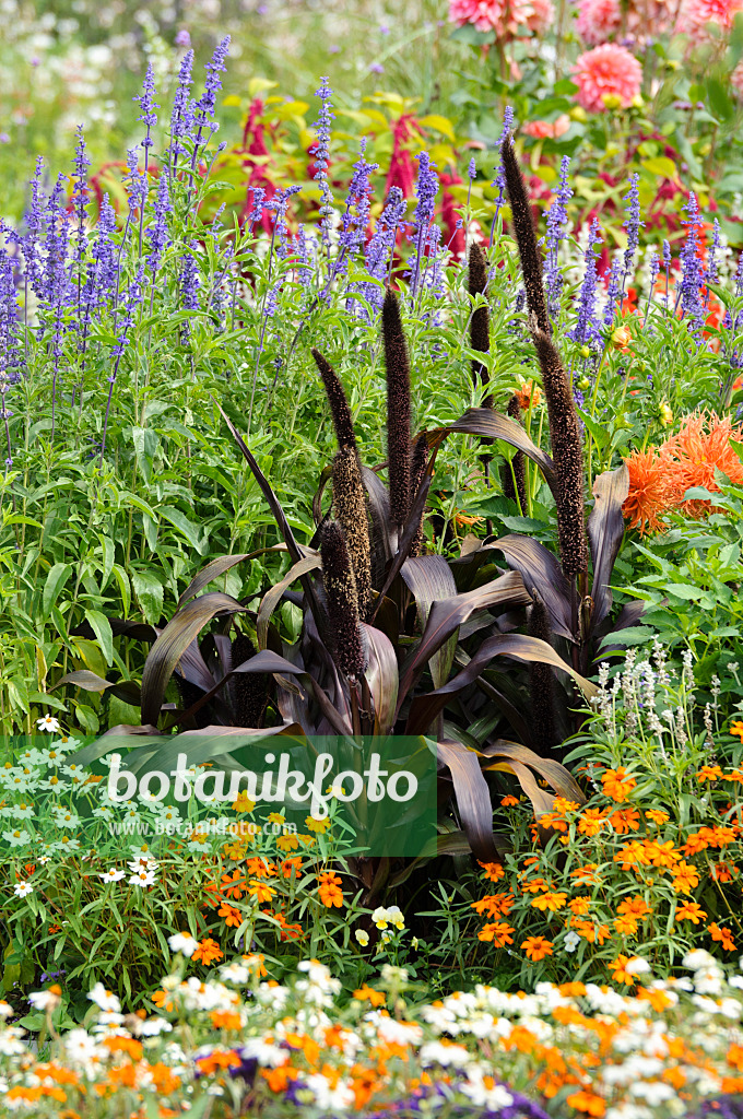 476108 - Perlhirse (Pennisetum glaucum 'Purple Majesty' syn. Pennisetum americanum 'Purple Majesty'), Salbei (Salvia) und Zinnien (Zinnia)