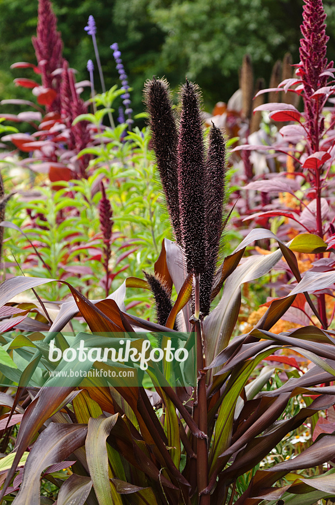 488056 - Perlhirse (Pennisetum glaucum 'Purple Majesty' syn. Pennisetum americanum 'Purple Majesty')