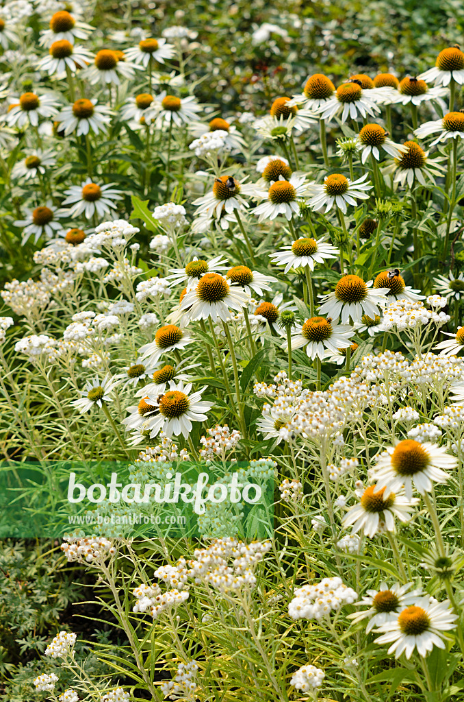 534400 - Perlkörbchen (Anaphalis triplinervis 'Sommerschnee') und Sonnenhut (Echinacea purpurea 'Baby Swan White')