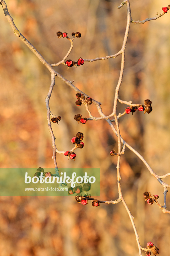 467093 - Persische Parrotie (Parrotia persica)