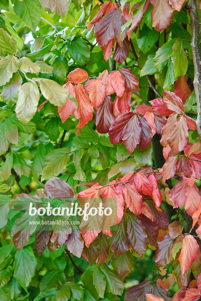 502301 - Persische Parrotie (Parrotia persica)