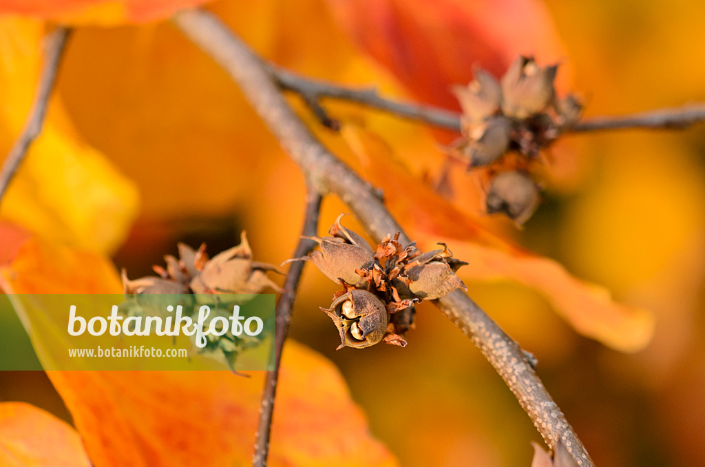 525221 - Persische Parrotie (Parrotia persica)