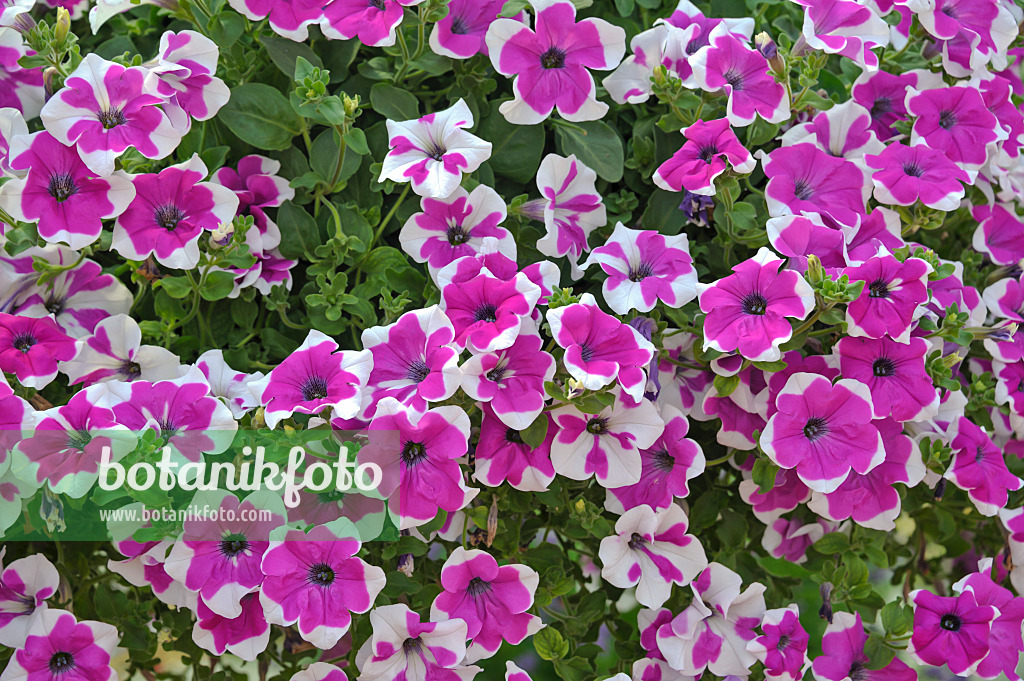 517095 - Petunie (Petunia Happytoonia Picotee Purple)