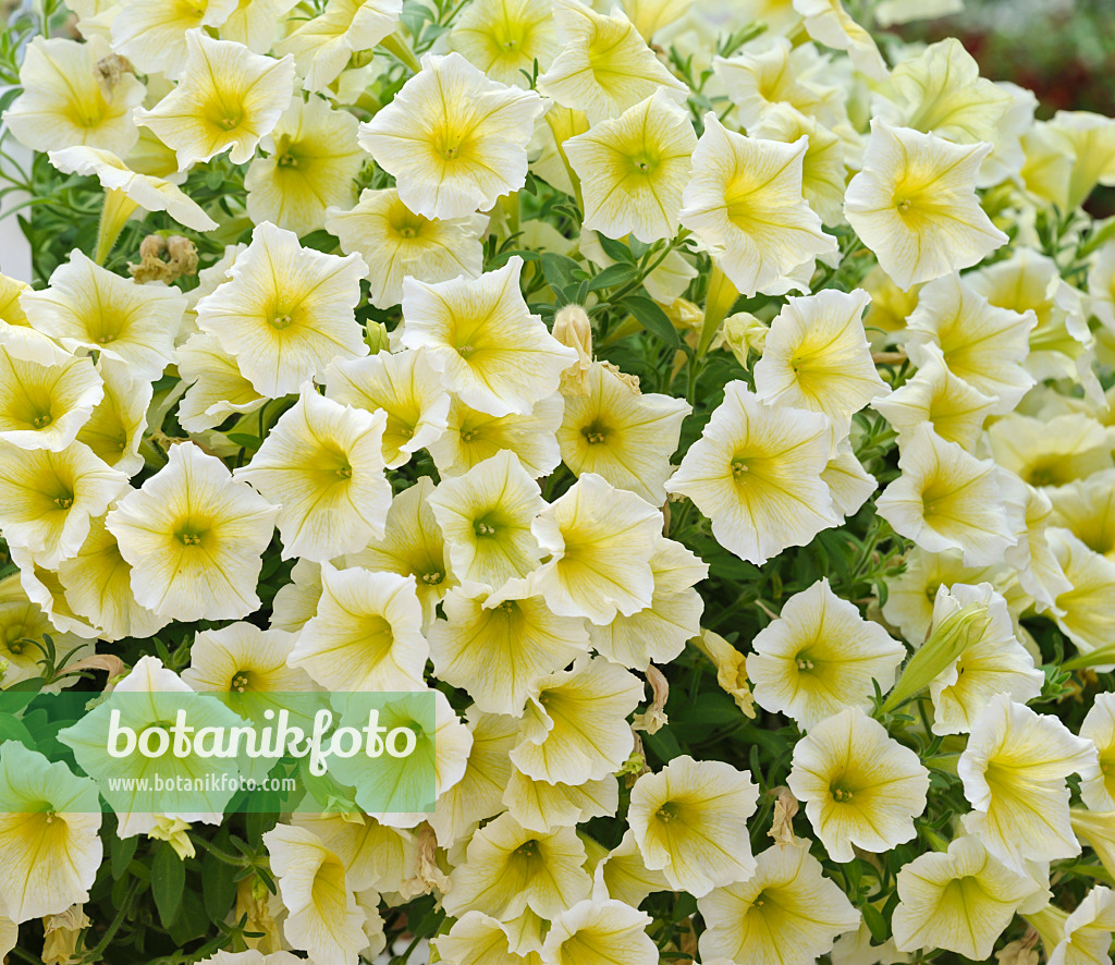 517097 - Petunie (Petunia Happytoonia Yellow)